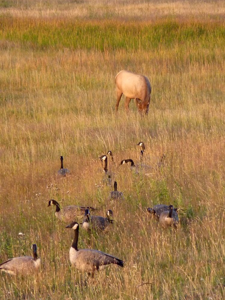 Yellowstone (57).JPG